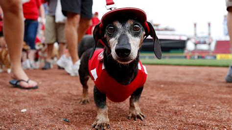 These are the most popular dog names and breeds in Central Ohio | NBC4 ...