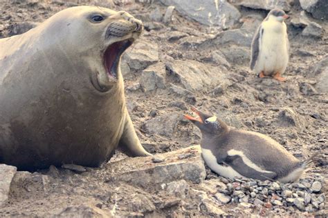 Elephant Seal encounters Gentoo Penguin on Elephant Island | Smithsonian Photo Contest ...