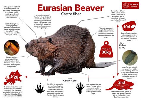 Beaver biology - Beaver Trust