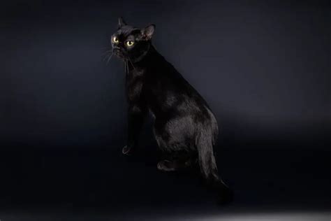 Bombay Cat Personality: Get to Know Your Bombay Cat - MyMoggy