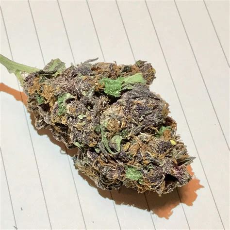 Photos of Purple Haze Weed Strain Buds | Leafly