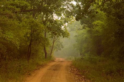 Tadoba National Park - Tadoba Andharai Tiger Reserve Guide