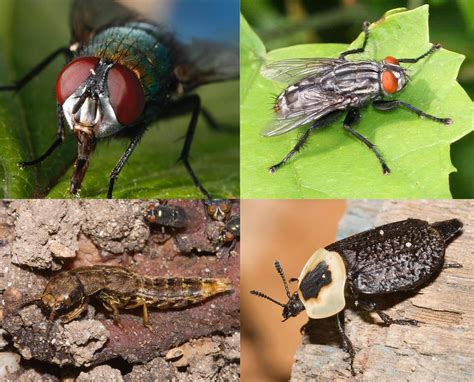 The Flies and Beetles That Turn Death Into Dinner