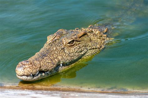 Fearful dangerous crocodile swimming in tranquil turquoise river · Free ...