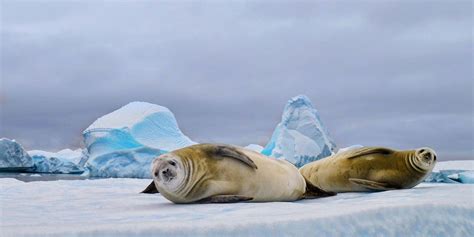 Antarctic Animals: The Predators of Antarctica | Hurtigruten