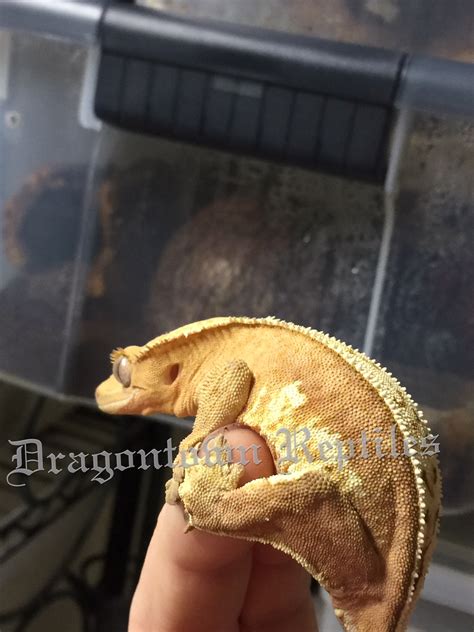 Crested Gecko Breeding Revisited - Gecko Time - Gecko Time