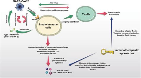 Insights into Editorial: T cell immune responses seen a year after ...