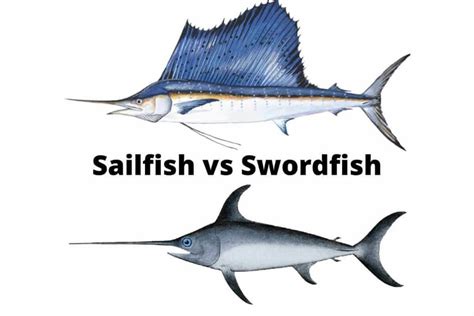 Sailfish Vs Swordfish - Their Main Difference | ouachitaadventures ...