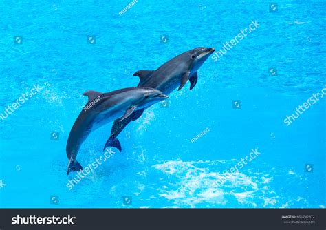 Group Dolphins Jumping On Water Stock Photo 601742372 | Shutterstock