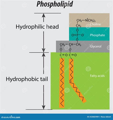 Phospholipid Structure Backbone Vector Labeled Properly. Choline Group Phosphate Glycerol Fatty ...