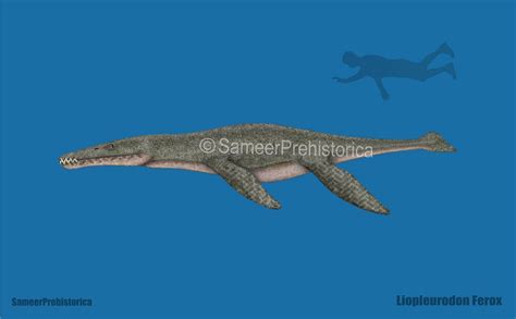 Liopleurodon Size by SameerPrehistorica on DeviantArt