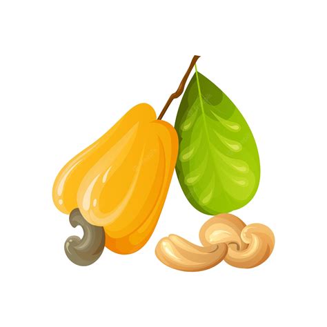 Vector Illustration With A Handful Of Cashew Nuts Royalty Free SVG ...