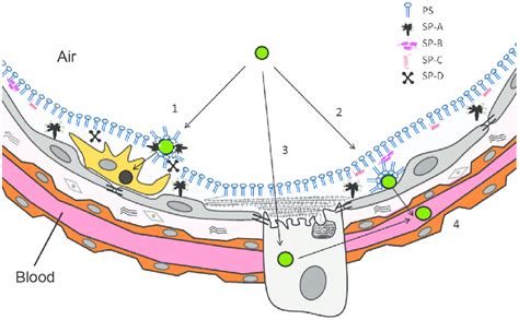 Schematic diagram of the air-blood barrier at the alveolar region. The... | Download Scientific ...