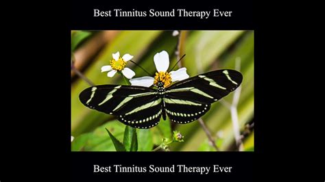 Best Tinnitus Sound Therapy Ever 10 Hours - YouTube