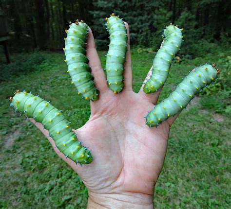 Luna Moth Caterpillar Size