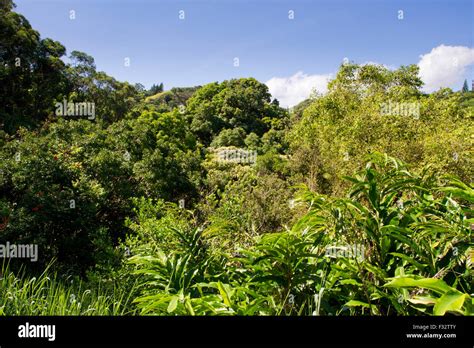 Scenic view of forest vegetation, trees & plants in Haiku, Maui, Hawaii ...