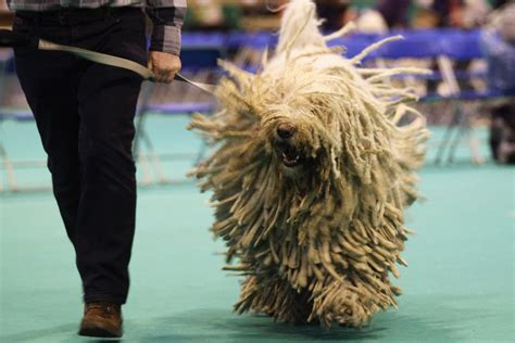 Komondor: Dog Breed Characteristics & Care