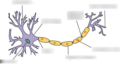 Neuron Labeling, Anatomy Nervous System test Diagram | Quizlet