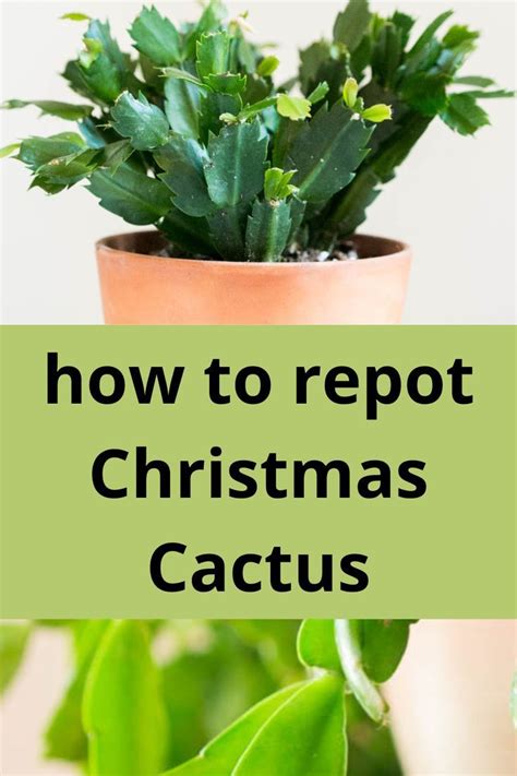 How To Repot Christmas Cactus - Best Tips