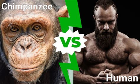 Chimpanzee vs Human: Who Would Win in a Fight? - A-Z Animals