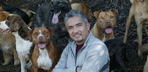 Cesar Millan Quotes. QuotesGram