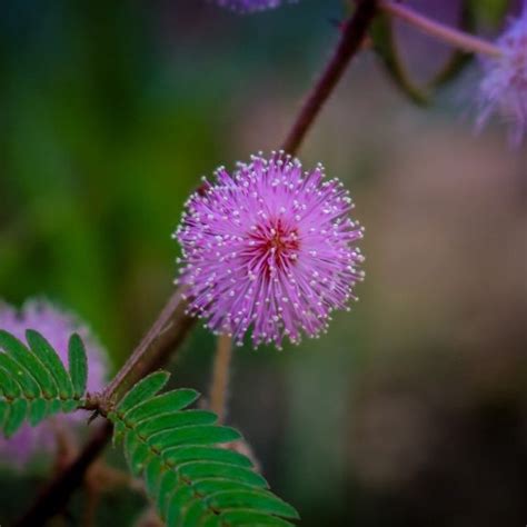 FAMILIFE (30 seeds) Makahiya Flower Plant Seeds/Mimosa Pudica Makahiya Flower Plant Seeds/Seeds ...