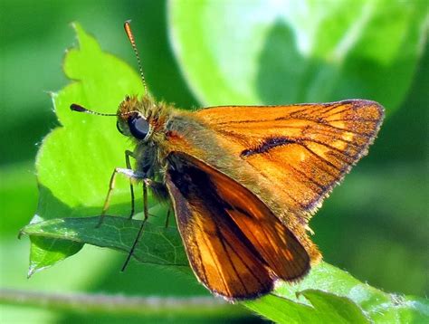 Large Skipper ~ Insects World