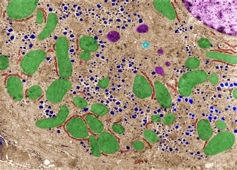 Cytoplasm. Cell Organelles. False Colour TEM Stock Image - Image of microscopy, spermatogenesis ...