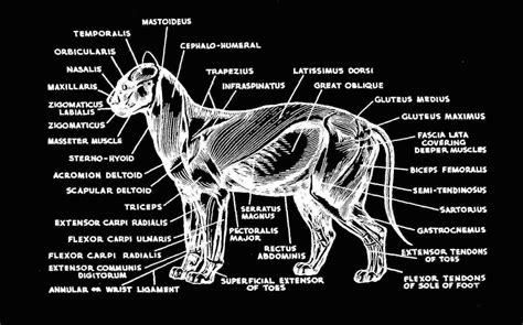 Enciclopedia de animales: Sistema muscular del gato. Anatomia-on line