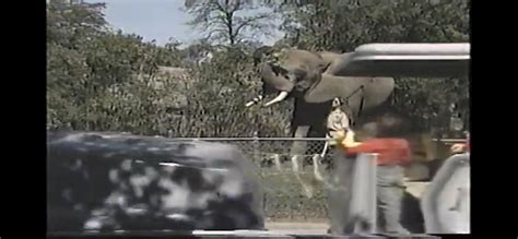 African Elephant ( Zoo Safari Gymboree) May 6 1988 : Zoo Safari ...