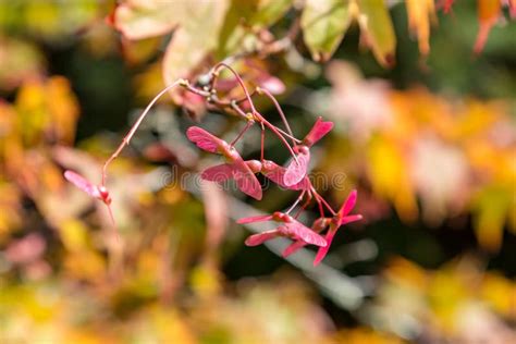 Maple Tree Seeds stock image. Image of botany, field - 125860553