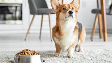 Corgi Feeding Chart: The 4.1.1. On Eating Right