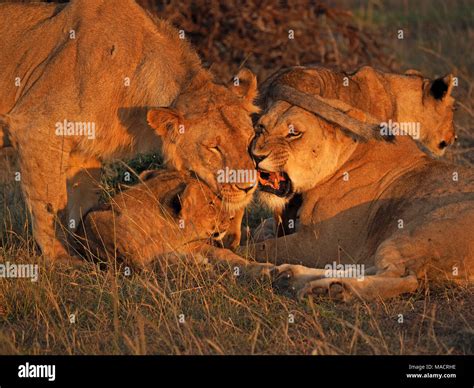 Lion pride dynamics hi-res stock photography and images - Alamy