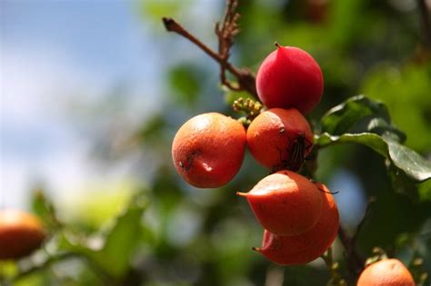 These Are Wonderful Fruits and Veggies Made in Brazil | Tripster Panda