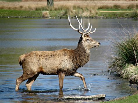 Ireland - Animals - Where in Our World?