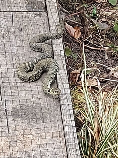 can anyone identify this snake in my garden : CasualUK