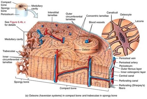 Diagram of Compact Bone Diagram | Quizlet