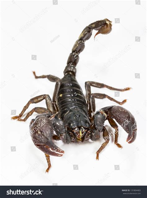 Close Up Of Black Scorpion In White Background Stock Photo 131804483 ...