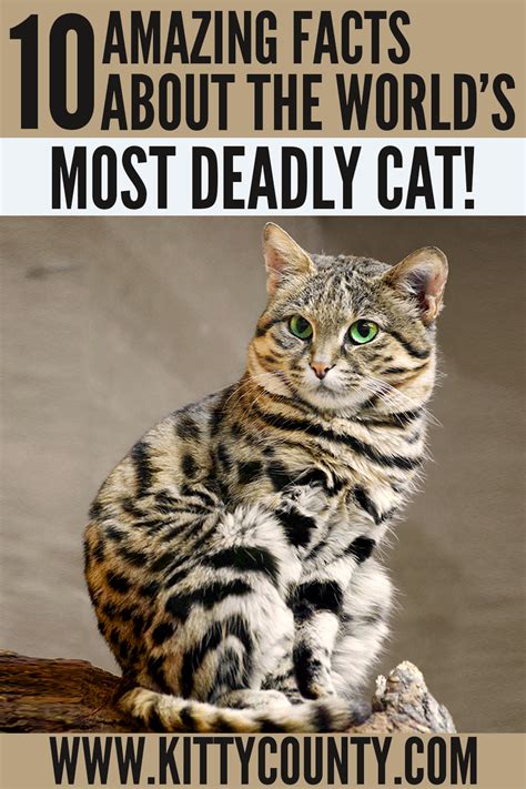 Top 10 Astounding Black Footed Cat Facts That Will Leave You Amazed | Cat breeds, Small cat ...