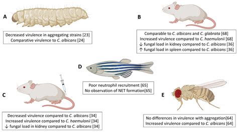 JoF | Free Full-Text | Candida auris: A Decade of Understanding of an Enigmatic Pathogenic Yeast