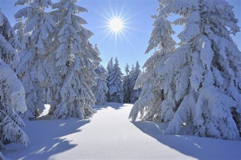 Snow Covered Conifer Trees with Sun, Grosser Beerberg, Suhl, Thuringia, Germany by Radius Images ...