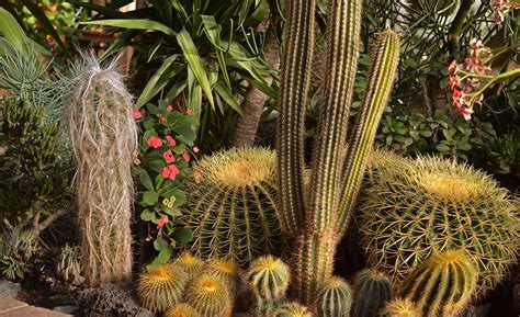Free Images : cactus, flower, floral, natural, botany, garden, cacti ...