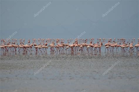 Pink flamingos in Lake Natron in Tanzania — Stock Photo ...