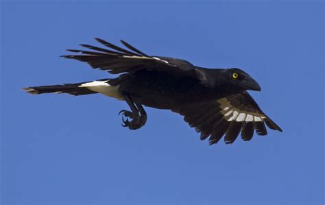 Currawong in flight | BirdForum