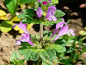 medicinal herbs: HENBIT - Lamium amplexicaule