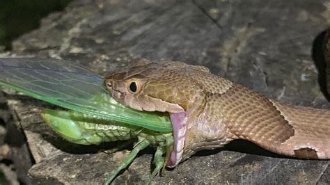 Man snaps fascinating images of snake eating bug - it s viral ...