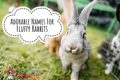 Cute Bunny Names: 500+ Adorable Names For Fluffy Rabbits – My Pet's ...