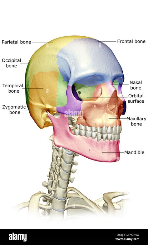 Bones Of Head And Neck