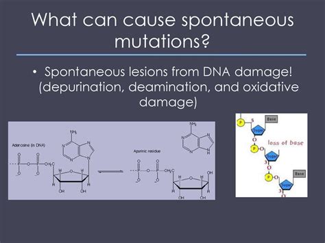 Mutations + Recombination = Genetic Variation!! - ppt download