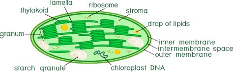 Draw A Well Labeled Diagram Of Structure Of Chloro Class Biology Cbse ...